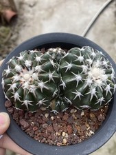 Discocactus horstii succulenta Buining & Brederoo ex Buining variegata WYSIWYG