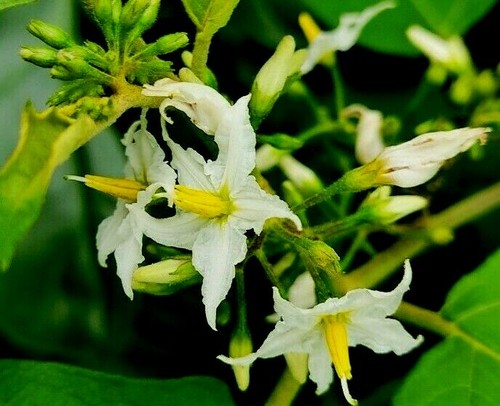 Plate brush thornless solanum - thornless,