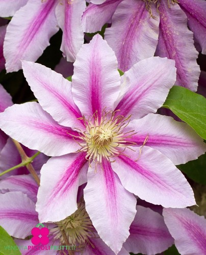 Pianta clematis montana - di,