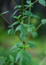 Planta calea zacatechichi - calea,