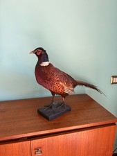 taxidermy tassidermie tassidermia fagiano imbalsamato trophy bird