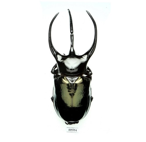 Insetto h5554 dynastidae - -, h5554.