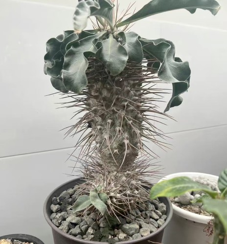 Pachypodium namaquanum wysiwyg - pachypodium,