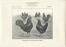 Stampa antica GALLI e GALLINE razza BERRI 1910 Antique print