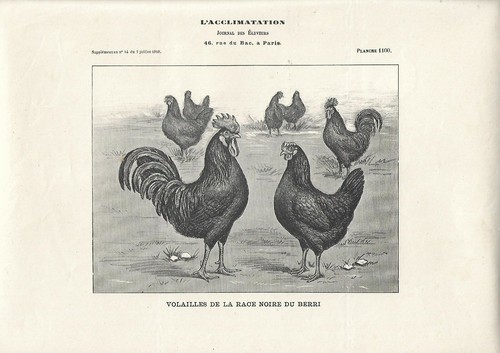 Stampa antica galli galline - antica, e