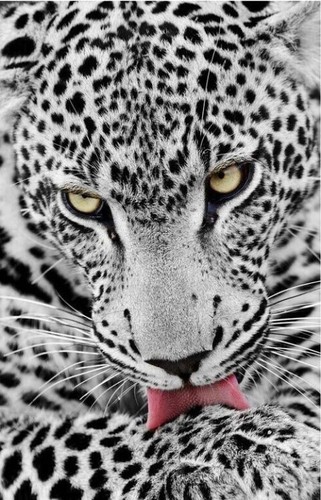 Leopardo bianco natura - bianco,