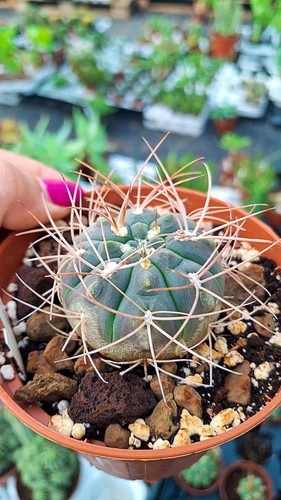 Gymnocalycium weissianum