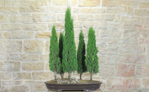 Boschetto cipresso toscano - di,