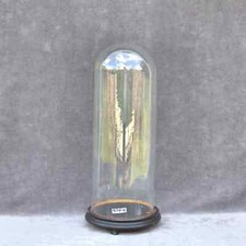 antico campana vetro rotonda