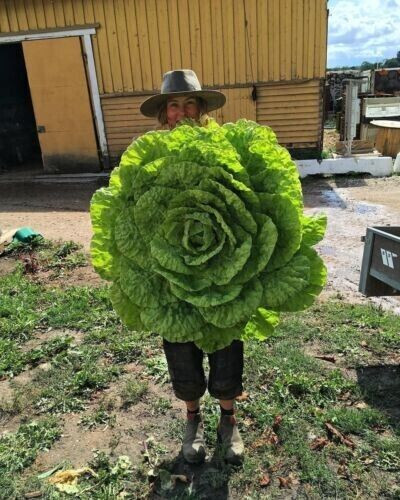 100 semi lattuga gigante - semi,