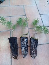 Pinus sylvestris Pino silvestre pianta albero bonsai prebonsai Alveolo