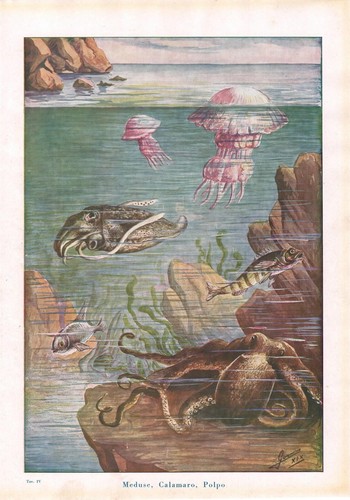 Stampa antica meduse calamaro - stampa,