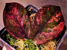 Zamioculcas Zamiifolia Corvo