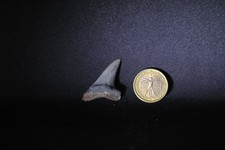 Fossil shark tooth, dente di squalo fossile, ISURUS Cosmpolitodus hastalis