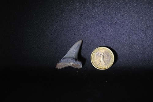 Fossil shark tooth dente di - shark, tooth,
