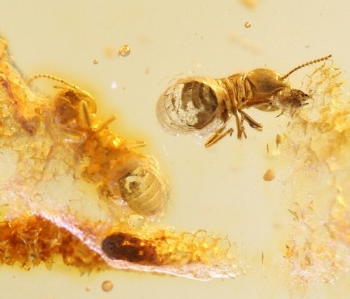 Millipedi fossili ambra - , di