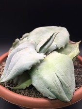 Agave marmorata papilio - agave,