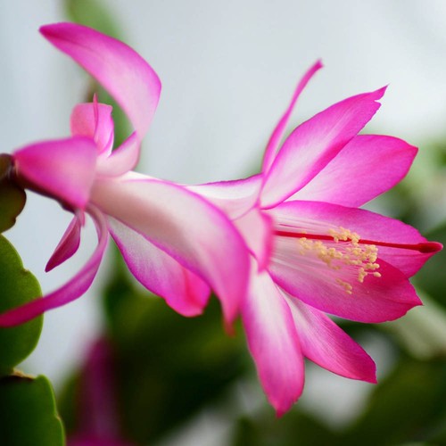 Pianta schlumbergera rosa - di,