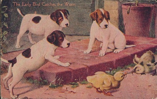 Cartolina epoca cane beagle - d'epoca,