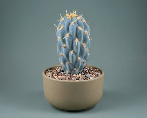 Opuntia miquelii fico india - fico, d'india