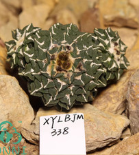 Aggregazione Ariocarpus