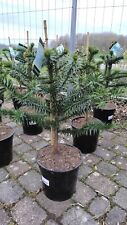 Araucaria araucana 70-90 cm abete andino cileno abete gioiello albero araucaria