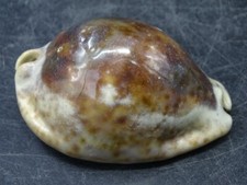 Sterco blanche et noire 80mm