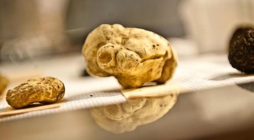 Tartufo bianco fresco - tartufo, tuber