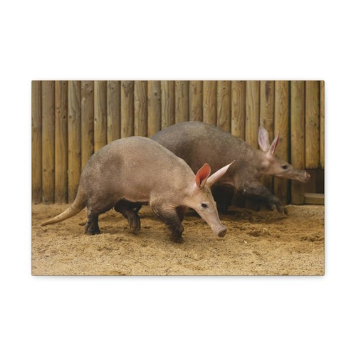Divertente aardvark silly - divertente,