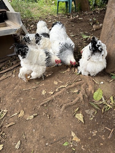 Uova feconde australorp 5 - feconde,