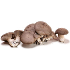 BALLETTE FUNGHI CARDONCELLI 4