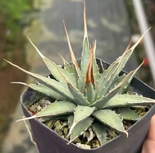 Rare Plant Cacti Agave