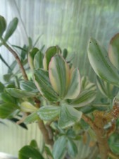 Crassula ovata variegata - crassula, we