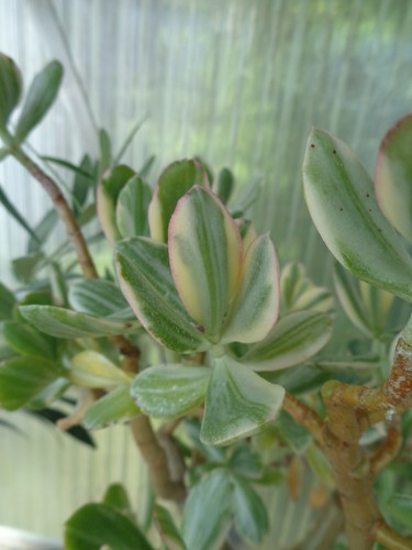 Crassula ovata variegata - crassula,