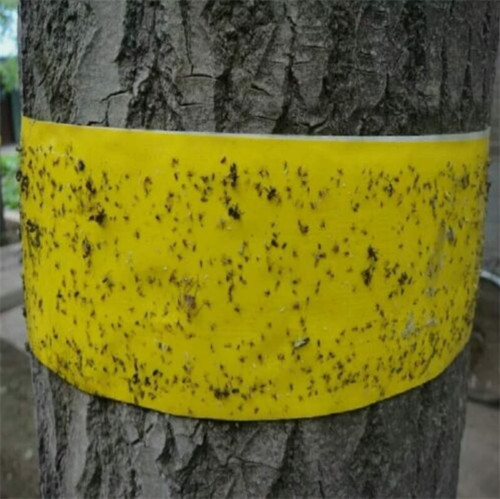 Nastro adesivo cattura colla