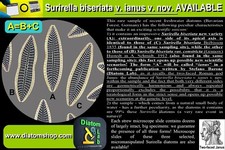 Strew microscope slide, 3