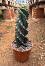 CEREUS FORBESII SPIRALIS -