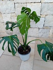 Monstera Deliciosa Forma Grande 