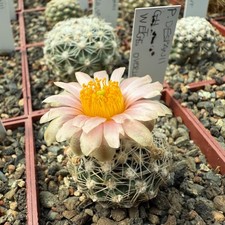 Pediocactus despainii GH