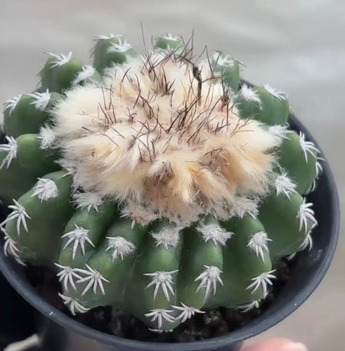 Vendita rara pianta cactus