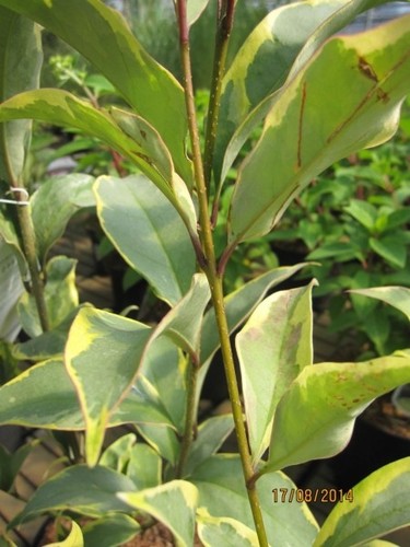 Ligustrum japonicum columbine - japonicum,