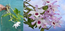 Dendrobium wiganiae orchidée - dendrobium,