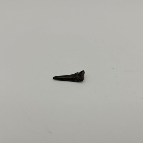 Dente fossile squalo - dente, tigre