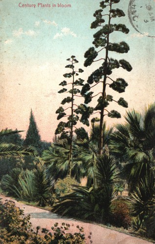 Piante del secolo fiore - in,
