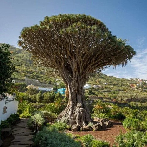 Dracaena draco albero - draco,