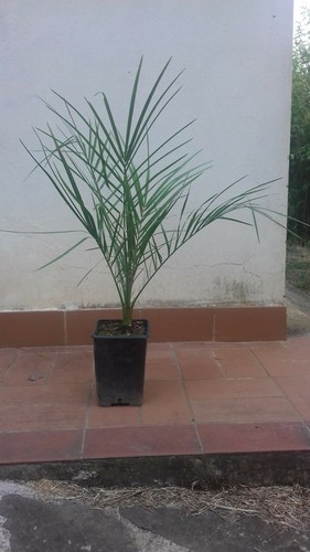 Pianta palma phoenix - pianta,