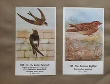 Comune Indiano Uccelli Double Sided Stampa Palma Veloce Nightjar Barn Gufo