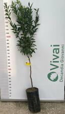 PIANTA ALBERO DI MANDARINO