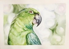 Bird Parrot Watercolor