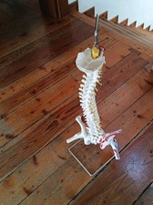 Modello scientifico colonna